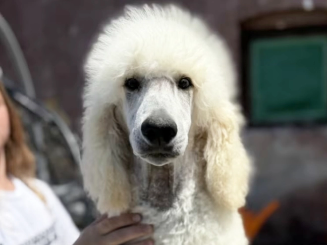 Perros Caniche en venta