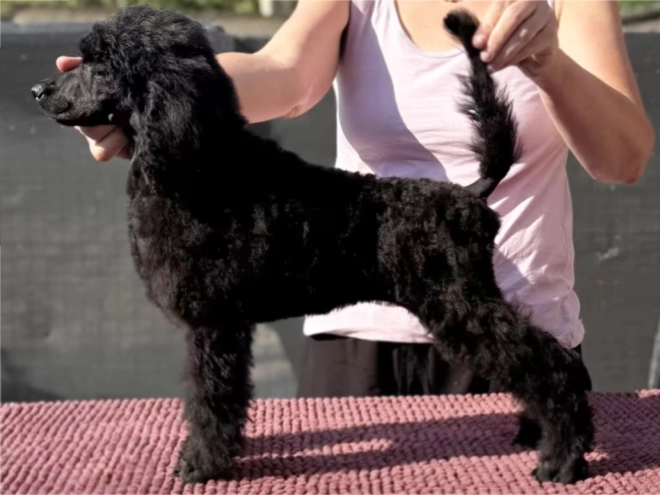 Perros Caniche en venta