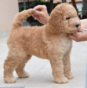 Perros Caniche en venta