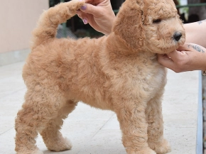 Standard Poodle puppy for sale