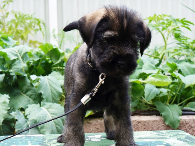Standard Schnauzer puppy for sale