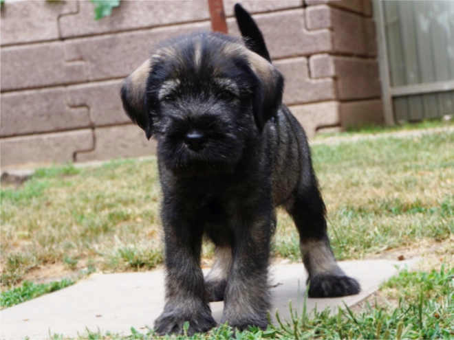 Standard Schnauzer puppy for sale