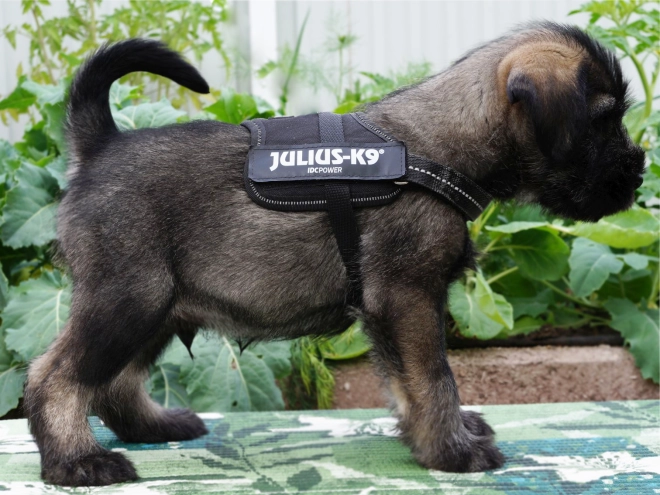Standard Schnauzer puppy for sale