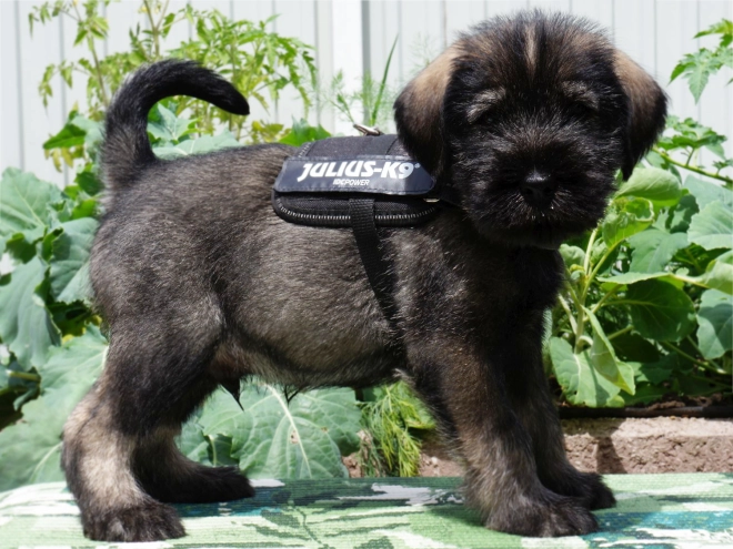 Standard Schnauzer puppy for sale
