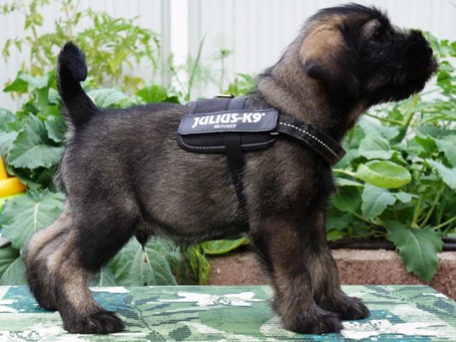 Standard Schnauzer puppy for sale
