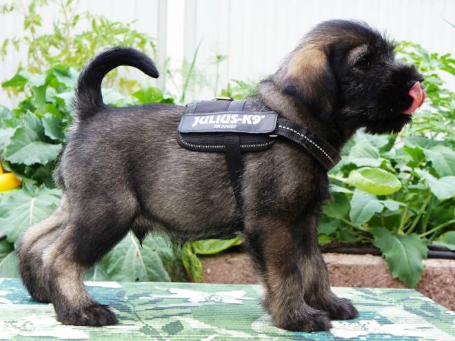 Standard Schnauzer puppy for sale