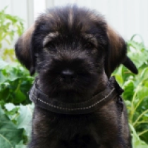 Asta, salt and pepper Standard Schnauzer for sale