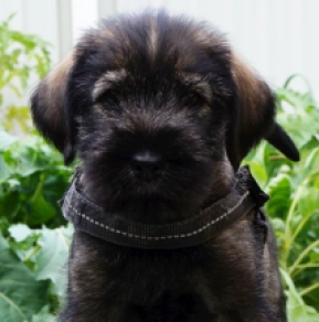 Perros Schnauzer en venta
