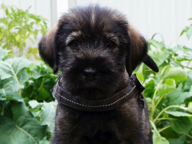 Standard Schnauzer puppy for sale