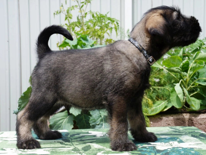 Standard Schnauzer puppy for sale