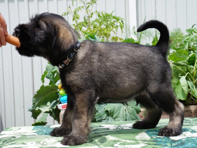 Standard Schnauzer puppy for sale