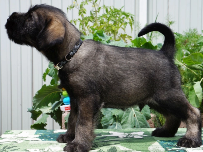 Standard Schnauzer puppy for sale