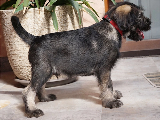 Standard Schnauzer puppy for sale