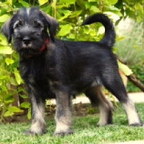 Asta, salt and pepper Standard Schnauzer for sale