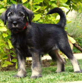 Standard Schnauzer puppy for sale