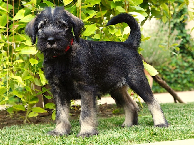 Standard Schnauzer puppy for sale