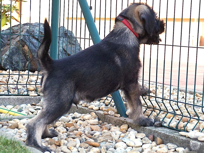 Standard Schnauzer puppy for sale