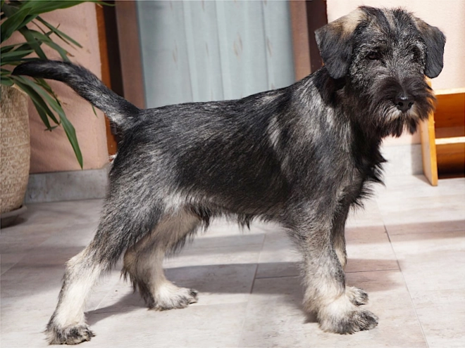 Schnauzer Welpe kaufen