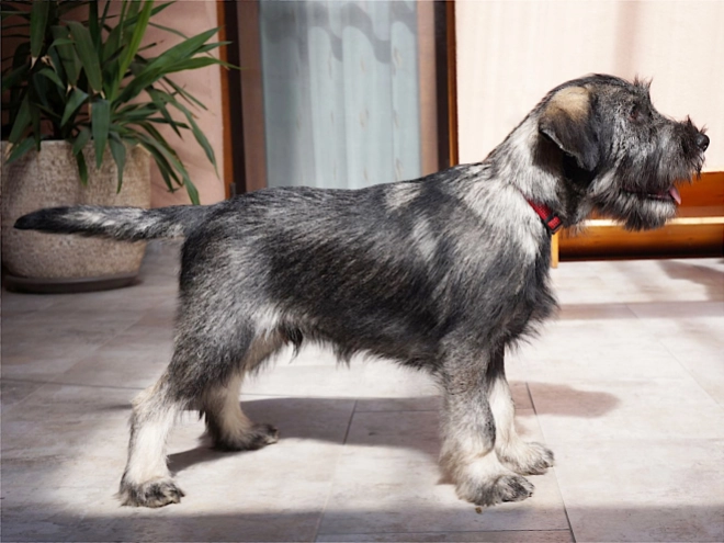 Schnauzer Welpe kaufen