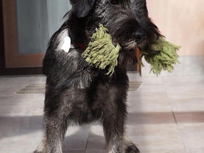Schnauzer Welpe kaufen
