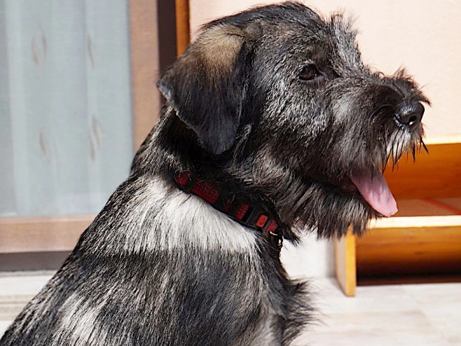 Schnauzer Welpe kaufen