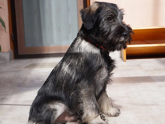 Schnauzer Welpe kaufen