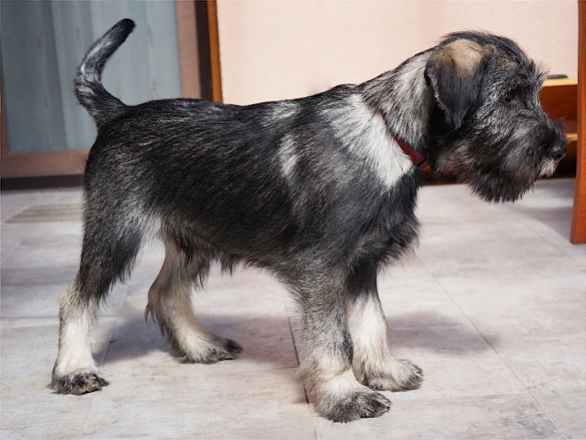 Schnauzer Welpe kaufen