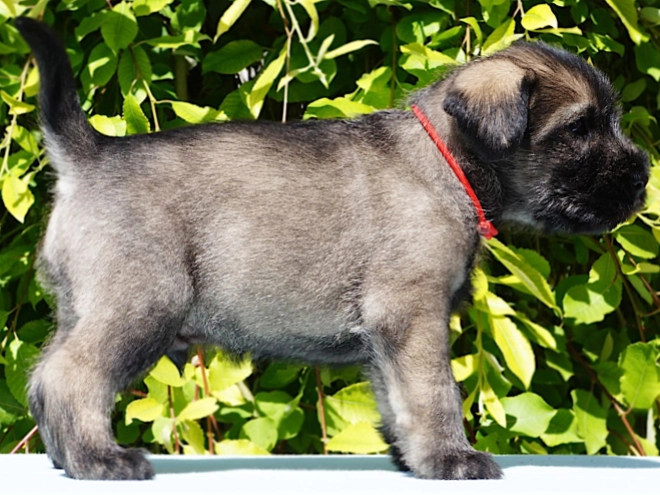 Standard Schnauzer puppy for sale
