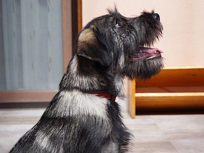Schnauzer Welpe kaufen