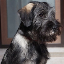 Asta, salt and pepper Standard Schnauzer for sale