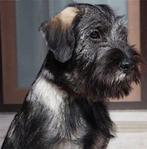 Schnauzer Welpe kaufen