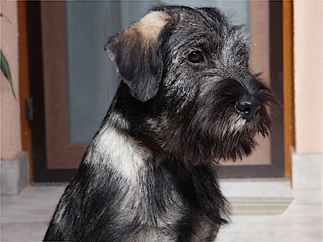 Schnauzer Welpe kaufen