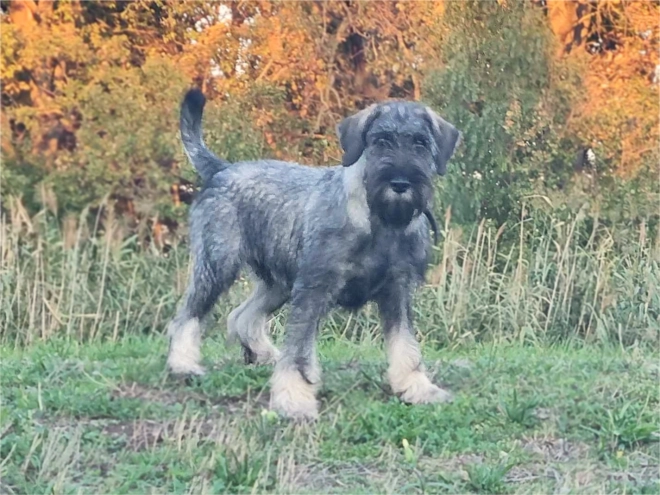 Schnauzer Welpe kaufen