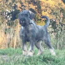 Asta, salt and pepper Schnauzer en venta