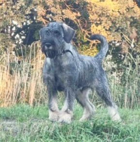 Perros Schnauzer en venta