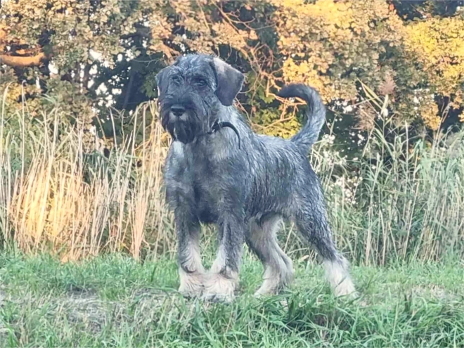 Schnauzer Welpe kaufen