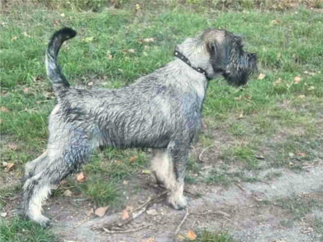 Schnauzer Welpe kaufen
