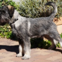 Asta, salt and pepper Standard Schnauzer for sale