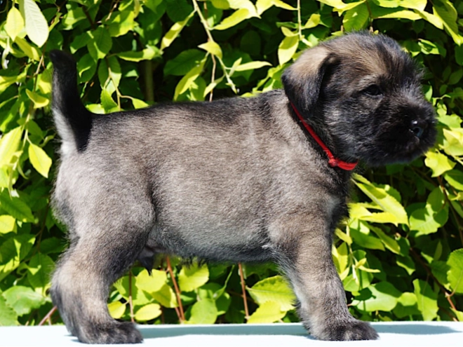 Standard Schnauzer puppy for sale