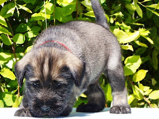 Standard Schnauzer puppy for sale