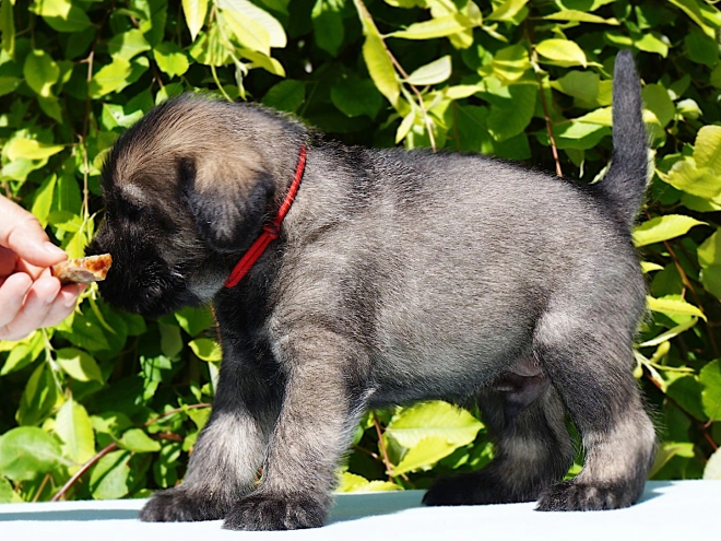 Standard Schnauzer puppy for sale