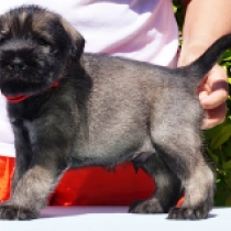 Asta, salt and pepper Standard Schnauzer for sale