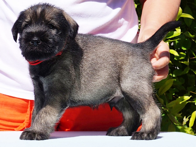 Standard Schnauzer puppy for sale