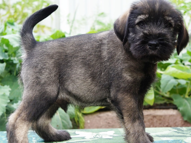 Standard Schnauzer puppy for sale