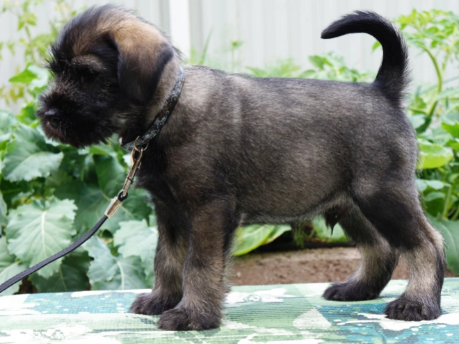 Standard Schnauzer puppy for sale