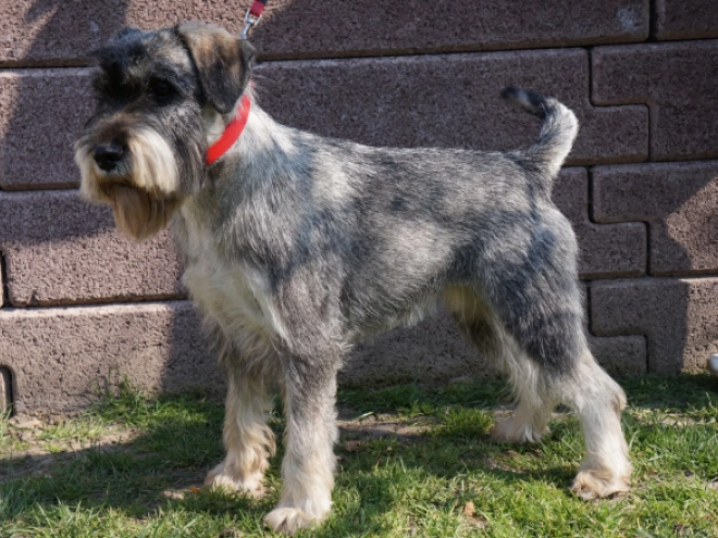 Standard Schnauzer puppy for sale