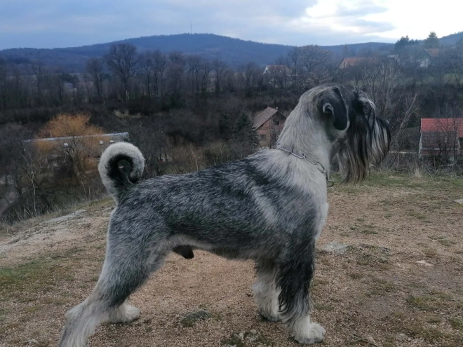 Standard Schnauzer puppy for sale