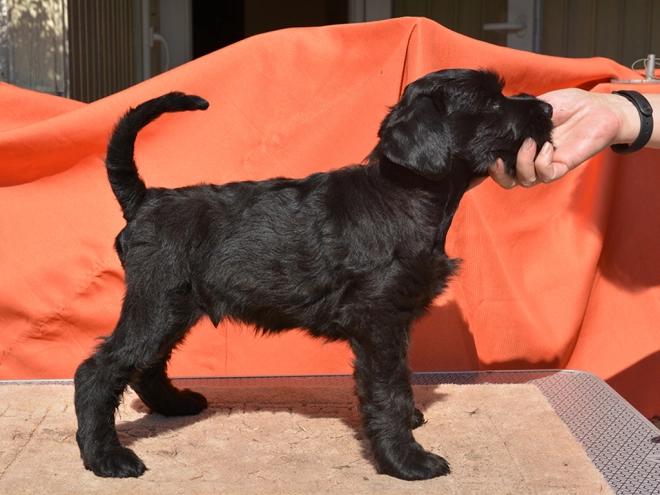 Standard Schnauzer puppy for sale