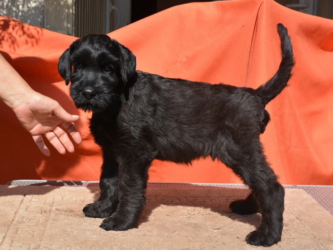 Standard Schnauzer puppy for sale