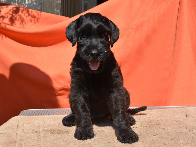 Standard Schnauzer puppy for sale